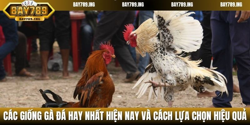 Các giống gà đá hay