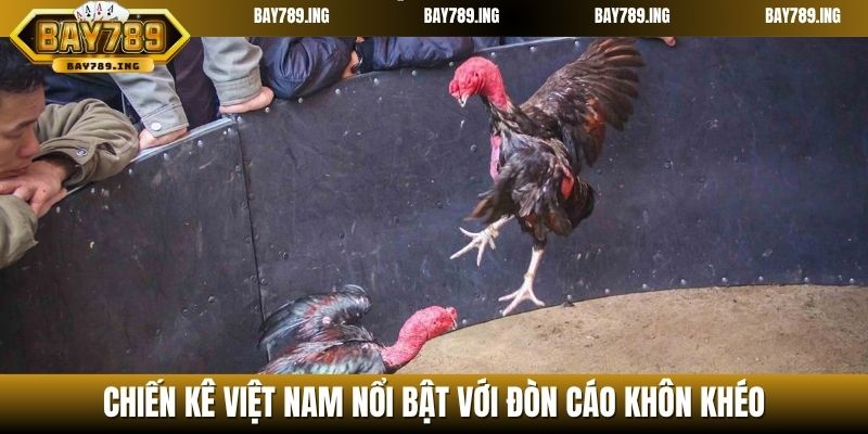 Chiến kê Việt Nam nổi bật với đòn cáo khôn khéo