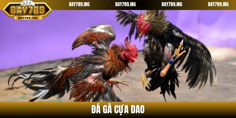 Đá gà cựa dao