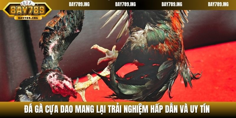 Đá gà cựa dao mang lại trải nghiệm hấp dẫn và uy tín