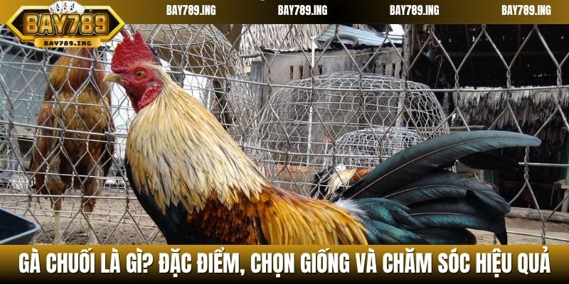 Gà chuối