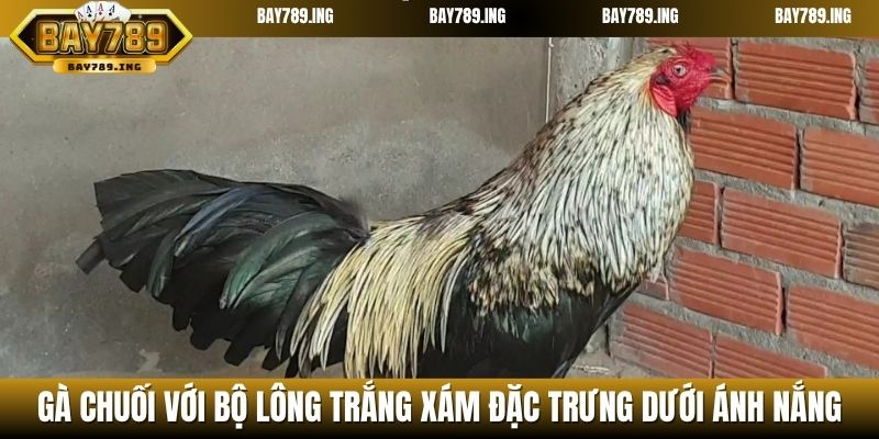 Gà chuối với bộ lông trắng xám đặc trưng dưới ánh nắng