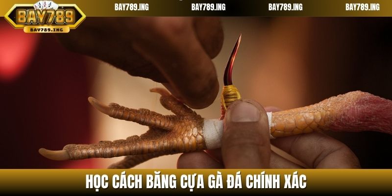 Học cách băng cựa gà đá chính xác