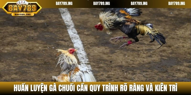 Huấn luyện gà chuối cần quy trình rõ ràng và kiên trì