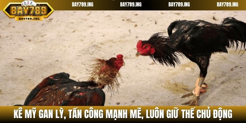 Kê Mỹ gan lỳ, tấn công mạnh mẽ, luôn giữ thế chủ động
