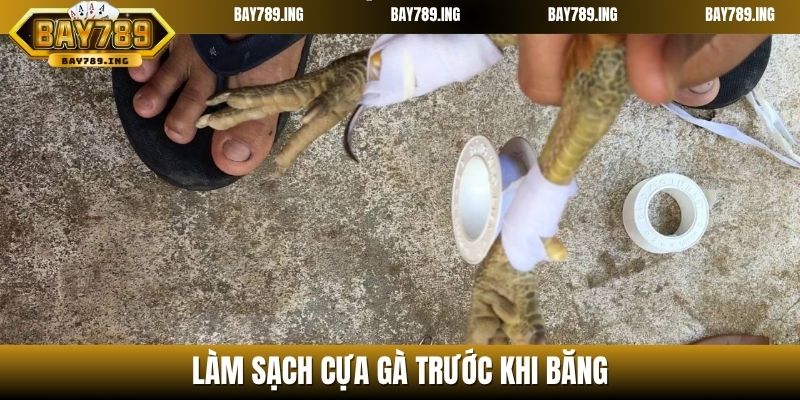 Làm sạch cựa gà trước khi băng