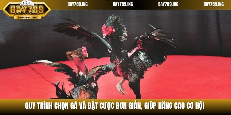 Quy trình chọn gà và đặt cược đơn giản, giúp nâng cao cơ hội