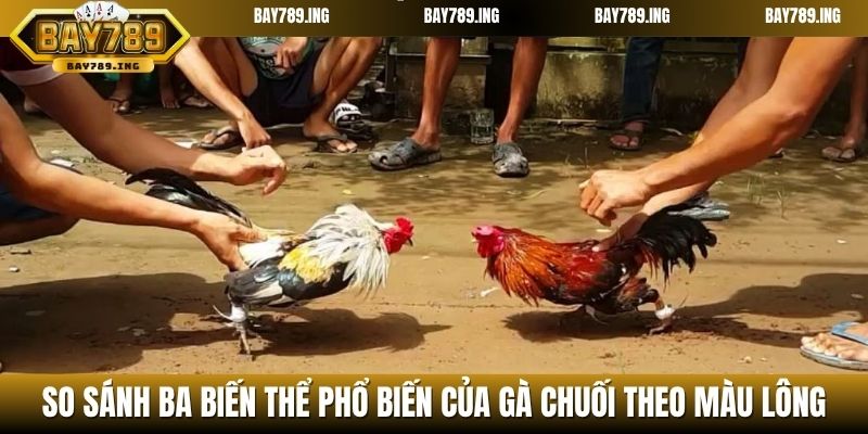 So sánh ba biến thể phổ biến của gà chuối theo màu lông