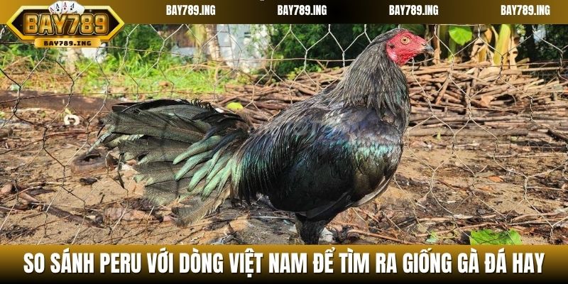 So sánh Peru với dòng Việt Nam để tìm ra các giống gà đá hay