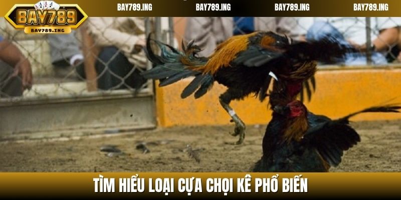 Tìm hiểu loại cựa chọi kê phổ biến