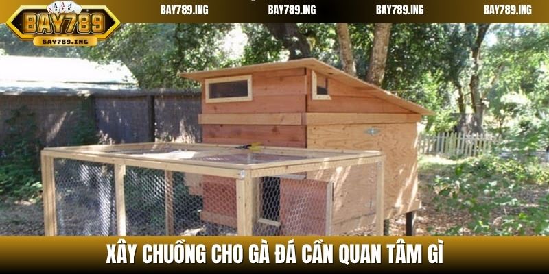 Xây chuồng cho gà đá cần quan tâm gì